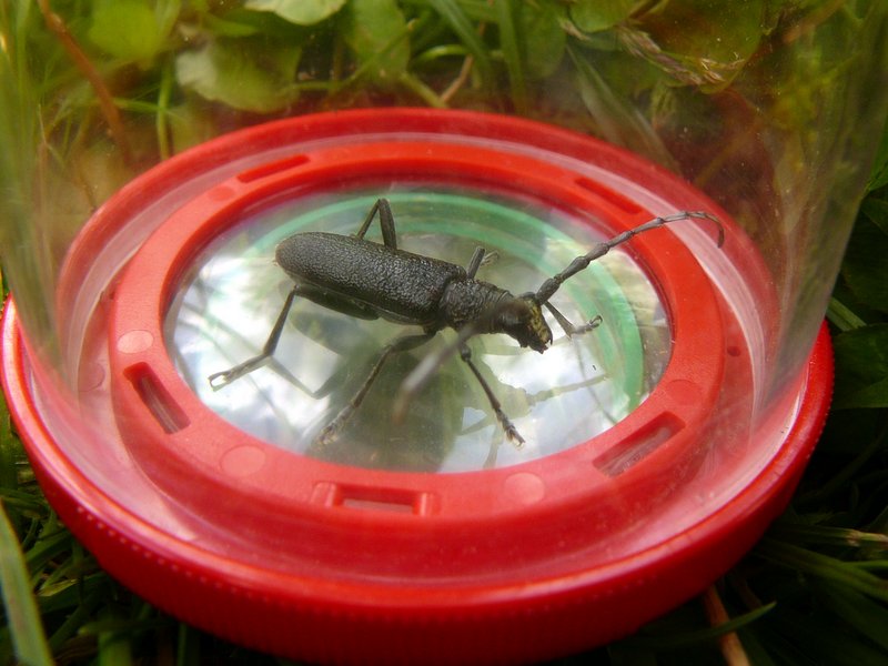 Petit capricorne   Cerambyx scopolii 003